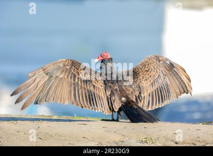 Turkey Vulture wings spread back to camera Stock Photo