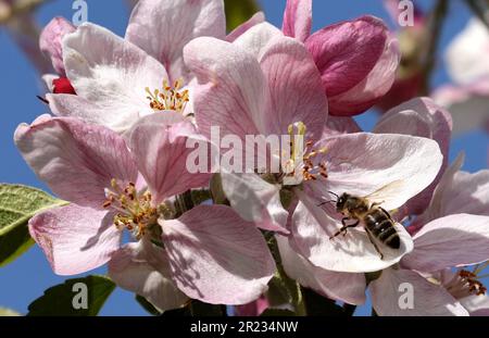 Gnoien, Germany. 16th May, 2023. A bee sits on an apple blossom at the Schönemeyer fruit farm. The apple trees are blossoming later this year than in previous years, so the risk of night frosts is much lower. The sunny and relatively warm weather that followed provided good conditions for the flight of honey bees and wild insects. Apples are grown on around 1550 hectares in Mecklenburg-Western Pomerania. This makes apples the most important tree fruit for agriculture in the northeast. Credit: Bernd Wüstneck/dpa/Alamy Live News Stock Photo