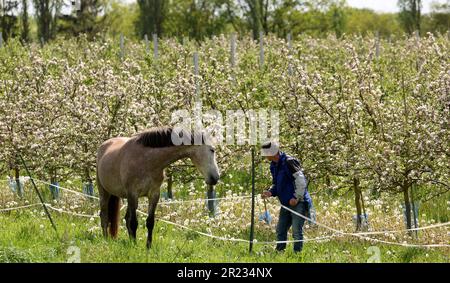 Gnoien, Germany. 16th May, 2023. Steffen Schönemeyer controls a horse paddock on his orchard between blossoming apple trees. The apple trees are blossoming later this year than in previous years, so the risk of night frosts is much lower. The sunny and relatively warm weather that followed provided good conditions for the flight of honey bees and wild insects. Apples are grown on around 1550 hectares in Mecklenburg-Western Pomerania. This makes apples the most important tree fruit for agriculture in the northeast. Credit: Bernd Wüstneck/dpa/Alamy Live News Stock Photo