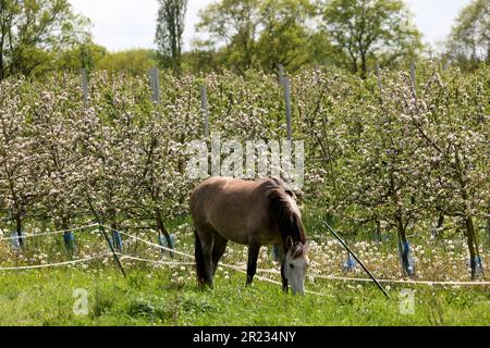 Gnoien, Germany. 16th May, 2023. A horse grazes next to blossoming apple trees at the Schönemeyer fruit farm. The apple trees are blossoming later this year than in previous years, so the risk of night frosts is much lower. The following sunny and relatively warm weather provided good conditions for the flight of honey bees and wild insects. Apples are grown on around 1550 hectares in Mecklenburg-Western Pomerania. This makes apples the most important tree fruit for agriculture in the northeast. Credit: Bernd Wüstneck/dpa/Alamy Live News Stock Photo