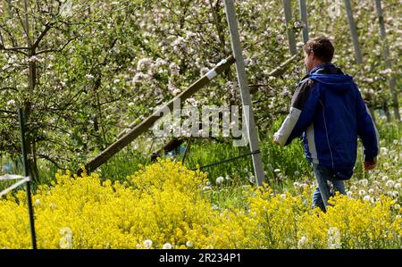 Gnoien, Germany. 16th May, 2023. Steffen Schönemeyer is walking among blossoming apple trees on his orchard. The apple trees are blossoming later this year than in previous years, so the risk of night frosts is much lower. The sunny and relatively warm weather that followed provided good conditions for the flight of honey bees and wild insects. Apples are grown on around 1550 hectares in Mecklenburg-Western Pomerania. This makes apples the most important tree fruit for agriculture in the northeast. Credit: Bernd Wüstneck/dpa/Alamy Live News Stock Photo