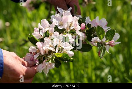 Gnoien, Germany. 16th May, 2023. Steffen Schönemeyer shows a branch of a blossoming apple tree at his fruit farm. The apple trees are blossoming later this year than in previous years, so the risk of night frosts is much lower. The sunny and relatively warm weather that followed provided good conditions for the flight of honey bees and wild insects. Apples are grown on around 1550 hectares in Mecklenburg-Western Pomerania. This makes apples the most important tree fruit for agriculture in the northeast. Credit: Bernd Wüstneck/dpa/Alamy Live News Stock Photo