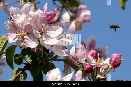 Gnoien, Germany. 16th May, 2023. A bee flies to an apple blossom at the Schönemeyer fruit farm. The apple trees are blossoming later this year than in previous years, so the risk of night frosts is much lower. The following sunny and relatively warm weather provided good conditions for the flight of honey bees and wild insects. Apples are grown on around 1550 hectares in Mecklenburg-Western Pomerania. This makes apples the most important tree fruit for agriculture in the northeast. Credit: Bernd Wüstneck/dpa/Alamy Live News Stock Photo