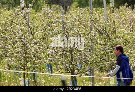 Gnoien, Germany. 16th May, 2023. Steffen Schönemeyer is walking among blossoming apple trees on his orchard. The apple trees are blossoming later this year than in previous years, so the risk of night frosts is much lower. The sunny and relatively warm weather that followed provided good conditions for the flight of honey bees and wild insects. Apples are grown on around 1550 hectares in Mecklenburg-Western Pomerania. This makes apples the most important tree fruit for agriculture in the northeast. Credit: Bernd Wüstneck/dpa/Alamy Live News Stock Photo