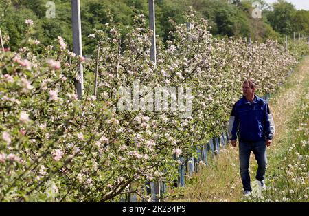 Gnoien, Germany. 16th May, 2023. Steffen Schönemeyer is walking among blossoming apple trees on his orchard. The apple trees are blossoming later this year than in previous years, so the risk of night frosts is much lower. The sunny and relatively warm weather that followed provided good conditions for the flight of honey bees and wild insects. Apples are grown on around 1550 hectares in Mecklenburg-Western Pomerania. This makes apples the most important tree fruit for agriculture in the northeast. Credit: Bernd Wüstneck/dpa/Alamy Live News Stock Photo