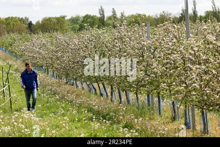 Gnoien, Germany. 16th May, 2023. Steffen Schönemeyer is walking among blossoming apple trees on his orchard. The apple trees are blossoming later this year than in previous years, so the risk of night frosts is much lower. The sunny and relatively warm weather that followed provided good conditions for the flight of honey bees and wild insects. Apples are grown on around 1550 hectares in Mecklenburg-Western Pomerania. This makes apples the most important tree fruit for agriculture in the northeast. Credit: Bernd Wüstneck/dpa/Alamy Live News Stock Photo