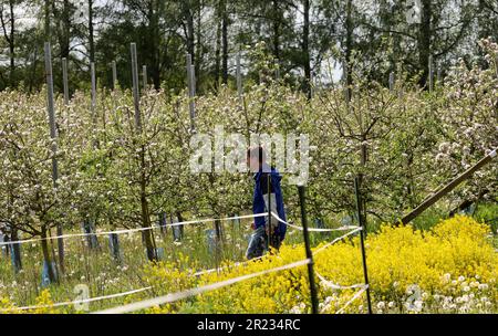 Gnoien, Germany. 16th May, 2023. Steffen Schönemeyer is walking among blossoming apple trees on his orchard. The apple trees are blossoming later this year than in previous years, so the risk of night frosts is much lower. The sunny and relatively warm weather that followed provided good conditions for the flight of honey bees and wild insects. Apples are grown on around 1550 hectares in Mecklenburg-Western Pomerania. This makes apples the most important tree fruit for agriculture in the northeast. Credit: Bernd Wüstneck/dpa/Alamy Live News Stock Photo