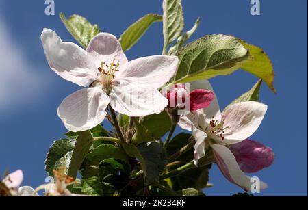 Gnoien, Germany. 16th May, 2023. Apple trees are in bloom at the Schönemeyer fruit farm. The apple trees are blooming later this year than in previous years, so the risk of night frosts is much lower. The following sunny and relatively warm weather provided good conditions for the flight of honey bees and wild insects. Apples are grown on around 1550 hectares in Mecklenburg-Western Pomerania. This makes apples the most important tree fruit for agriculture in the northeast. Credit: Bernd Wüstneck/dpa/Alamy Live News Stock Photo