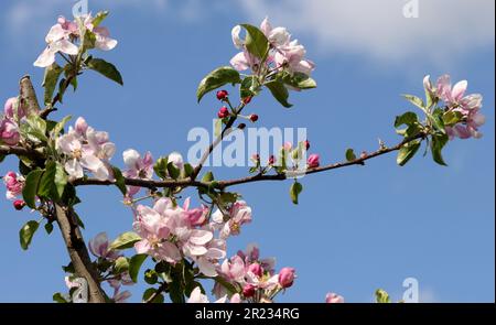 Gnoien, Germany. 16th May, 2023. Apple trees are in bloom at the Schönemeyer fruit farm. The apple trees are blooming later this year than in previous years, so the risk of night frosts is much lower. The following sunny and relatively warm weather provided good conditions for the flight of honey bees and wild insects. Apples are grown on around 1550 hectares in Mecklenburg-Western Pomerania. This makes apples the most important tree fruit for agriculture in the northeast. Credit: Bernd Wüstneck/dpa/Alamy Live News Stock Photo