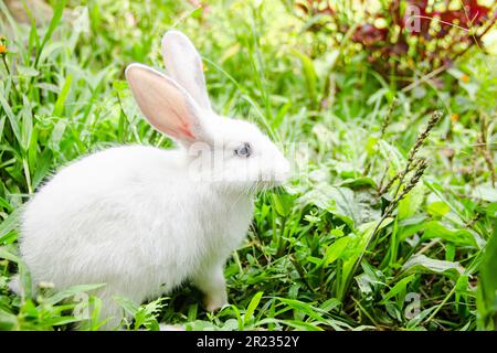Little white rabbit in a green garden and eatting grass in summer easter concept to celebration, cute animal and lovely pet Stock Photo
