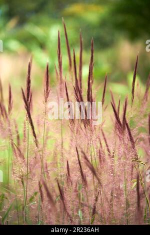 Natural scene, purple spikes on a background of green generic vegetation. Vertical composition without people with copy space. Stock Photo
