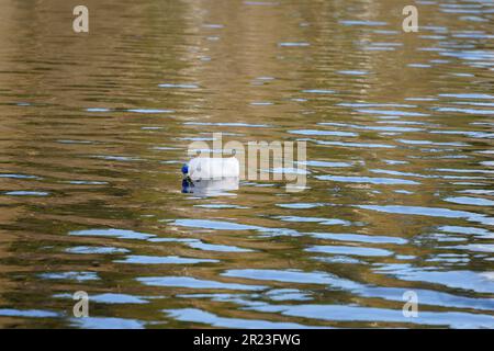 White plastic canister marking the fish trap floating on water Stock Photo