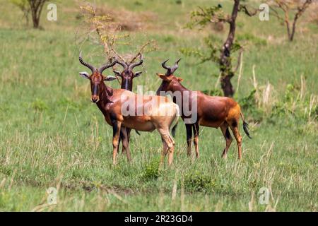 Swayne's hartebeest (Alcelaphus buselaphus swaynei) is an endangered endemic antelope native to Ethiopia in Senkelle Swayne's Hartebeest Sanctuary, Et Stock Photo