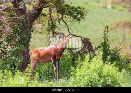 Swayne's hartebeest (Alcelaphus buselaphus swaynei) is an endangered endemic antelope native to Ethiopia in Senkelle Swayne's Hartebeest Sanctuary, Et Stock Photo