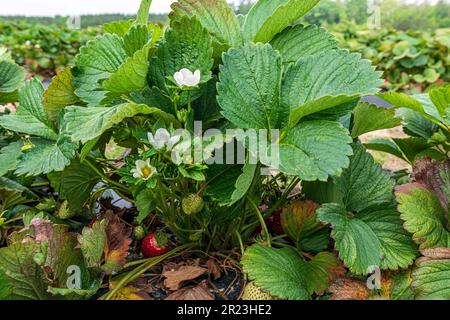 Close up of a strawberry plant (Fragaria ananassa) including blooms and strawberries in various stages of growth and ripening. Stock Photo