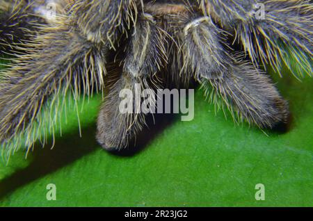 Tarantula legs closeup . Stock Photo