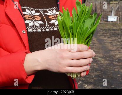 Allium ursinum also known as ramson, wild garlic has a medicinal use benefits, with anti fungal, antimicrobial, antiseptic, anti inflammatory, cytotox Stock Photo