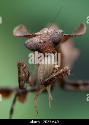 Very close-up view of a juvenile female dead leaf mantis (Deroplatys desiccata) facing the camera while eating a house cricket (Acheta domesticus). ve Stock Photo