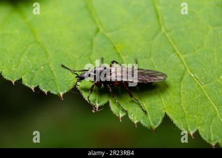 Bibio marci is a fly from the family Bibionidae called March flies and lovebugs. Larvae of this insects live in soil and damaged plant roots. Stock Photo