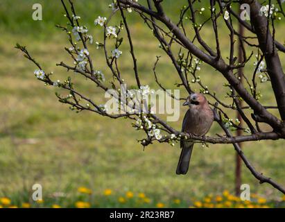 Eurasian jay, garrulus glandarius, sits on a branch of a flowering plum tree. Stock Photo