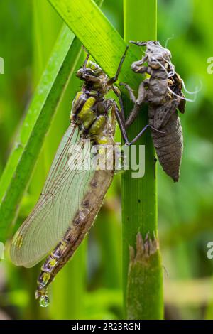 Larval dragonfly grey shell. Nymphal exuvia of Gomphus vulgatissimus. White filaments hanging out of exuvia are linings of tracheae. Exuviae, dried ou Stock Photo