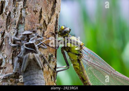 Larval dragonfly grey shell. Nymphal exuvia of Gomphus vulgatissimus. White filaments hanging out of exuvia are linings of tracheae. Exuviae, dried ou Stock Photo