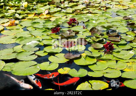 Koi Carp Fish swims among red water lily in pond Stock Photo