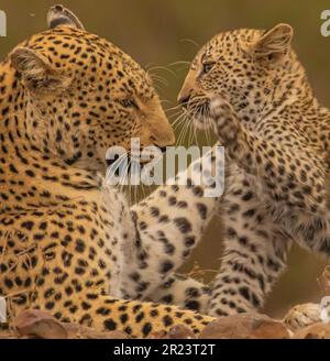A close up of a leopard and its cub Stock Photo