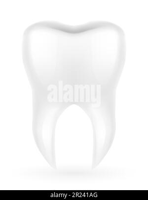 human root tooth model vector illustration isolated on white background Stock Vector