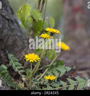 Fresh Beauty of Nature a Close-up dandelion. Yellow and green colors. Stock Photo