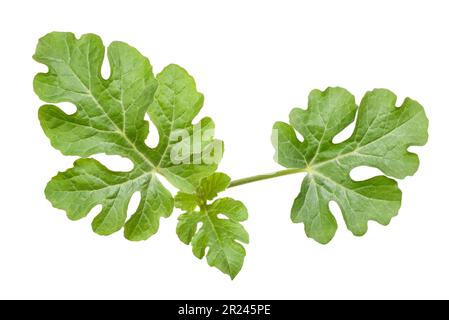 Watermelon plant isolated on white background Stock Photo