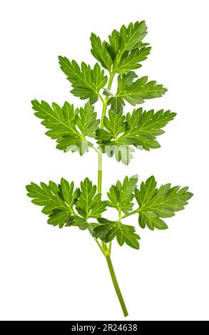 Parsley sprig  isolated on white background Stock Photo