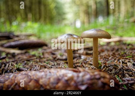 Two mushrooms growing in a lush green grass field, set against a backdrop of tall trees Stock Photo