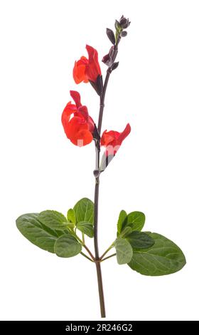 Salvia microphylla flower isolated on white background Stock Photo