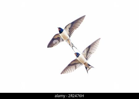 Barn Swallow (Hirundo rustica) UK GB April 2023 Stock Photo
