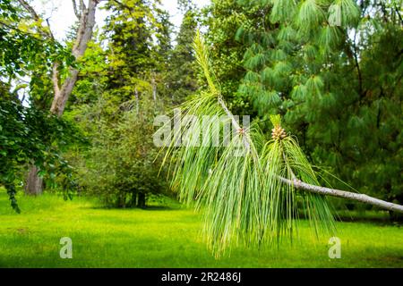 A long pine tree branch with a cluster of pinecone buds Stock Photo