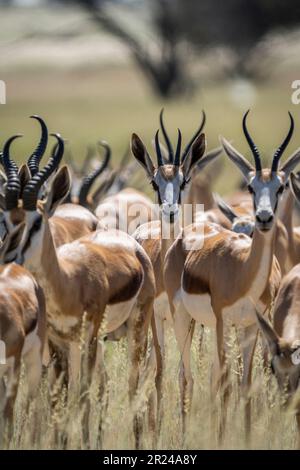 Springboks (Antidorcas marsupialis) herd in the Kalahari. Kgalagadi Transfrontier Park, Northern Cape, South Africa, Africa Stock Photo