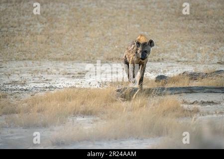 A spotted hyena (Crocuta crocuta)  walks in natural habitat. Kalahari, Kgalagadi Transfrontier Park, South Africa Stock Photo