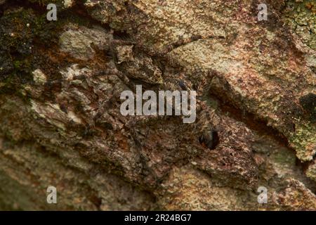 A spider perched on a moss-covered tree bark mixed with the background Stock Photo