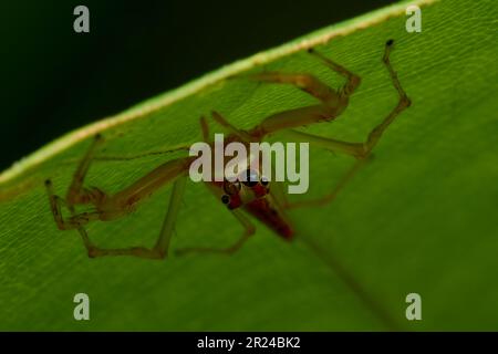A macro shot of a jumping spider perched atop a leaf, looking intently with its beady eyes Stock Photo