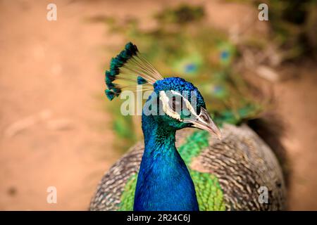 Blue Male Peacock, Close-up view of Male Peacock, Indian Peacock, Blue Peacock Male Stock Photo