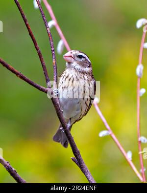 Rose-breasted Grosbeak female close-up view perched on a branch with coloured background in its environment and habitat surrounding. Cardinal Family. Stock Photo