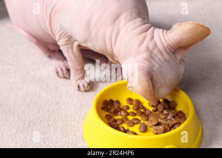 Cat food outlet for sphynx