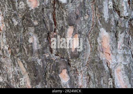 Detailed textures from a tree bark, a bit mossy in it surface. Stock Photo