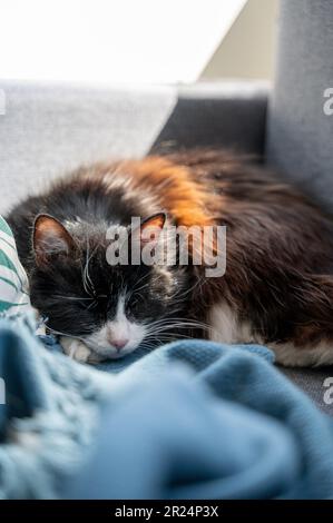 Sleeping black and white furry cat on coach with blanket Stock Photo