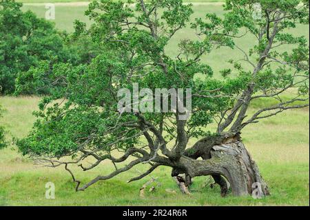 Alder (Alnus glutinosa) trees growing on floodplain in Glen Strathfarrar, Inverness-shire, July 2010 Stock Photo