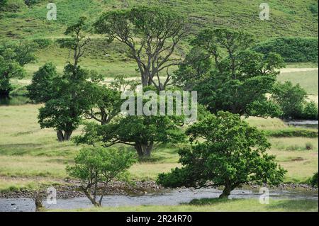 Alder (Alnus glutinosa) trees growing on floodplain in Glen Strathfarrar, Inverness-shire, July 2010 Stock Photo