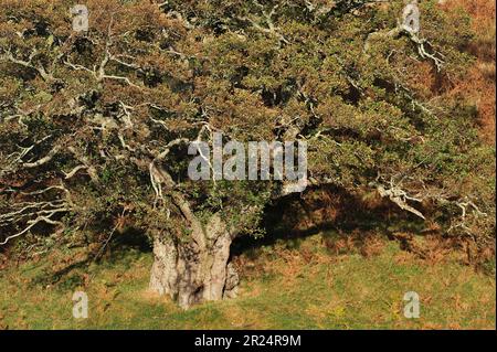 Alder (Alnus glutinosa) veteran tree in autumn, Glen Strathfarrar, Inverness-shire, Scotland, October 2009 Stock Photo