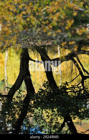 Alder (Alnus glutinosa) trees reflected in river Cannich in autumn, Glen Cannich, Inverness-shire, Scotland, October 2010 Stock Photo