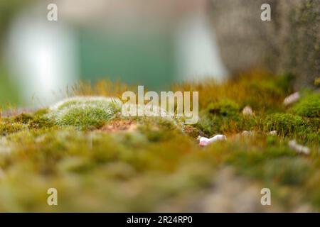 green with yellow fluffy beautiful moss on a gray stone Stock Photo